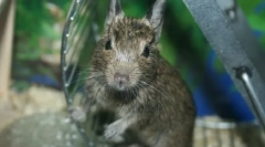 Колку години tegu живеат како да го зголемат животниот век